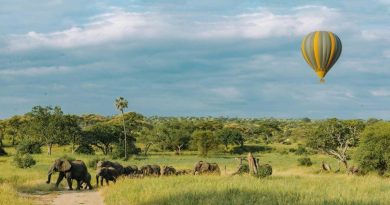 Tarangire: tutto quello che devi sapere per organizzare il tuo safari 9