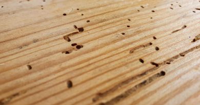 Le criticità strutturali che favoriscono le infestazioni lignee negli edifici 5